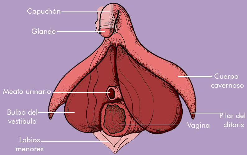 anatomia del clitoris